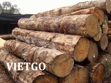 Cần tìm nhà cung cấp gỗ thông Monterrey (gỗ thông radiata)