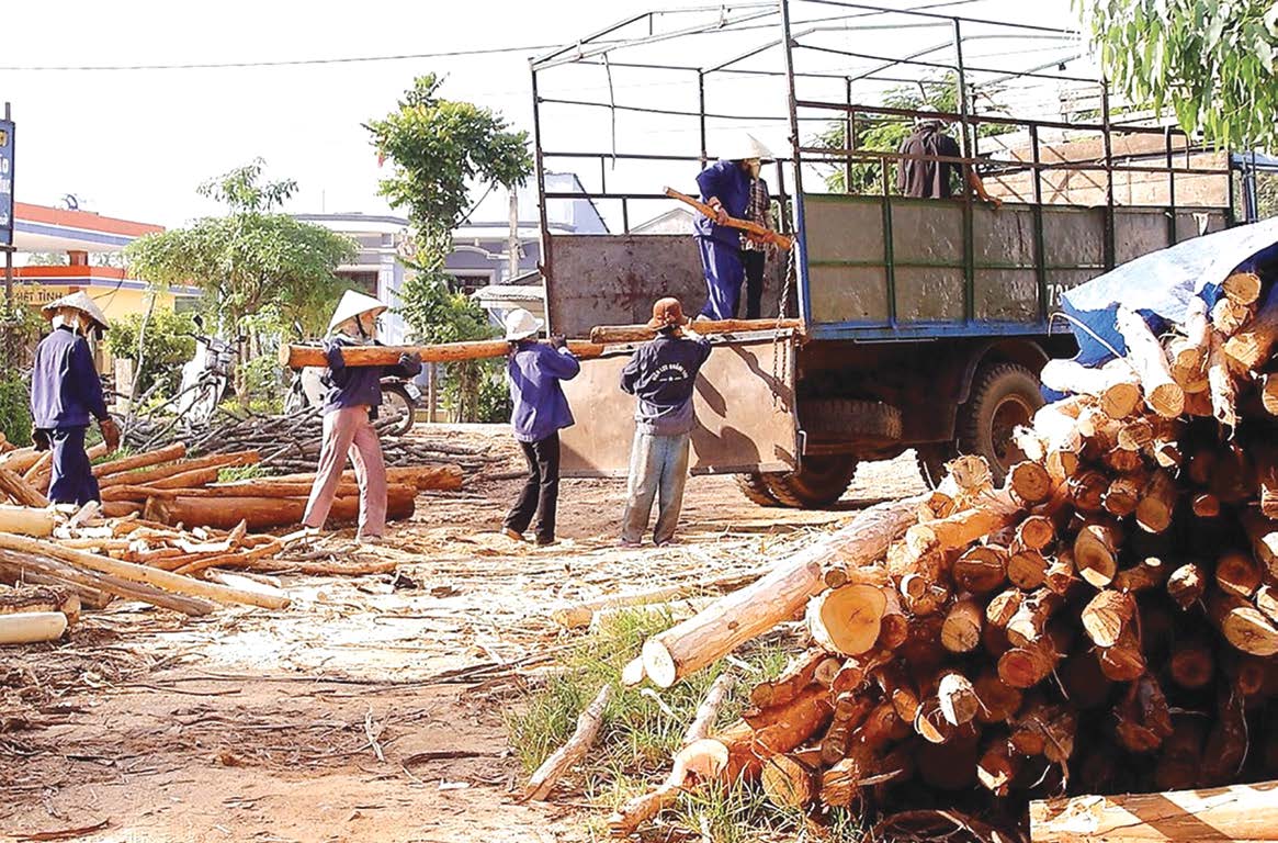 Phát triển từ nguyên liệu gỗ rừng trồng