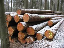 Năm 2024, triển vọng ngành gỗ của Brazil rất tích cực