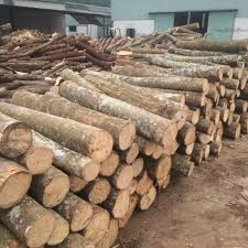 Cần tìm nhà cung cấp củi đốt từ gỗ bạch đàn