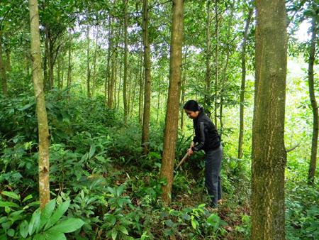 Phân quyền trong Lâm nghiệp: Xu hướng trên thế giới và thực tế tại Việt Nam