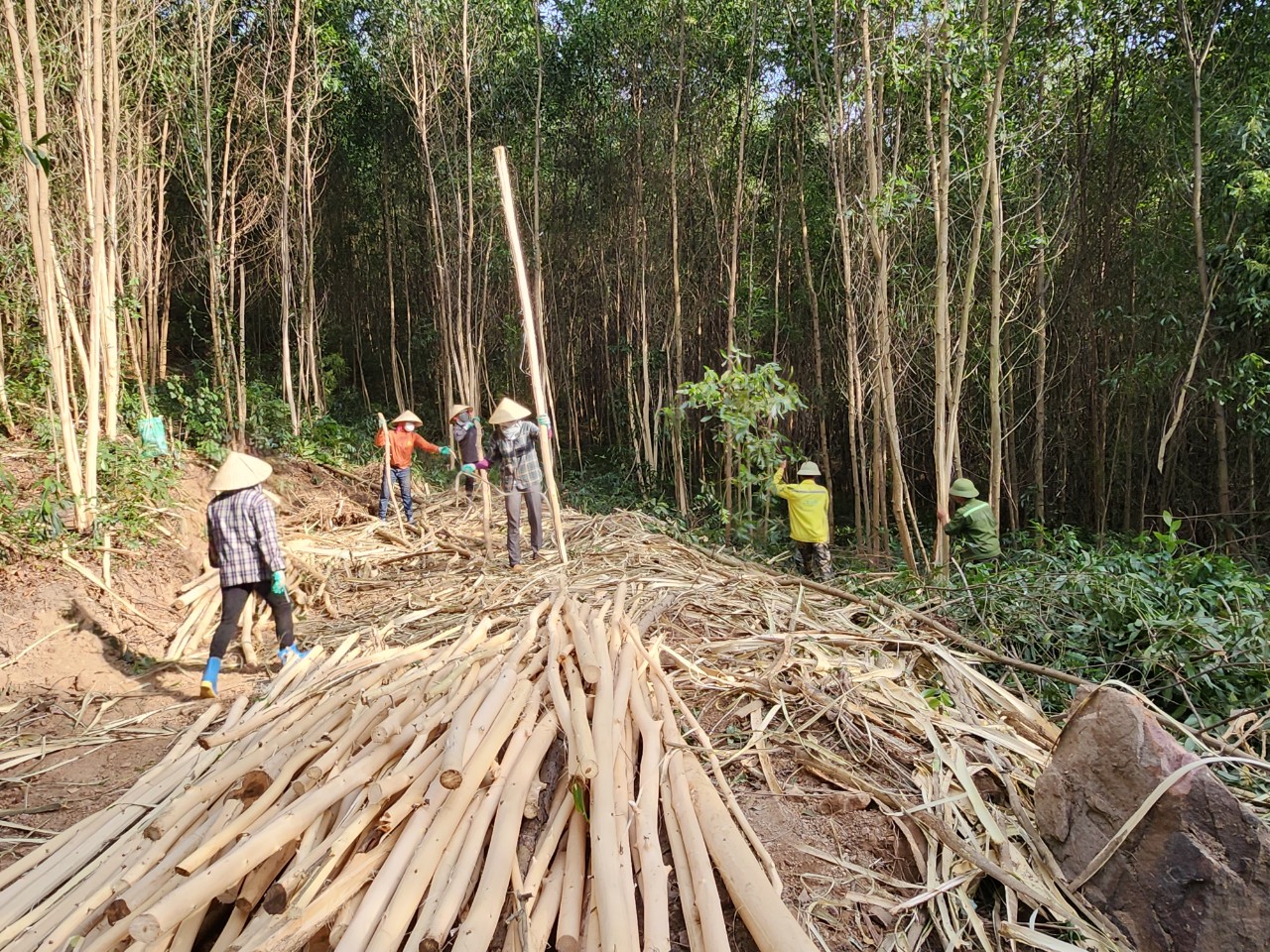 Vì sao ngành sản xuất đồ gỗ phải sử dụng nguyên liệu hợp pháp?
